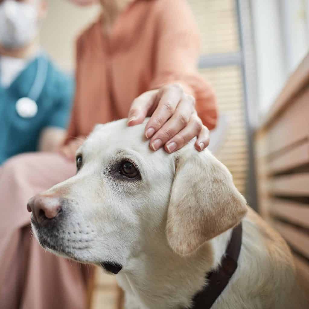 Labrador Retriever with the owner at the vet's office. Early detection and treatment are essential for canine Addison's Disease. With quick action, most dogs will make a full recovery.