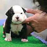 Black and white American Bully puppy sits on a table covered with artificial turf. Congenital heart failure is a common American Bully health issue and can lead to heart failure later in life if not treated appropriately.