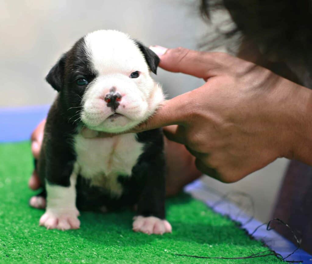 Black and white American Bully puppy sits on a table covered with artificial turf. Congenital heart failure is a common American Bully health issue and can lead to heart failure later in life if not treated appropriately.