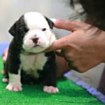Black and white American Bully puppy sits on a table covered with artificial turf. Congenital heart failure is a common American Bully health issue and can lead to heart failure later in life if not treated appropriately.