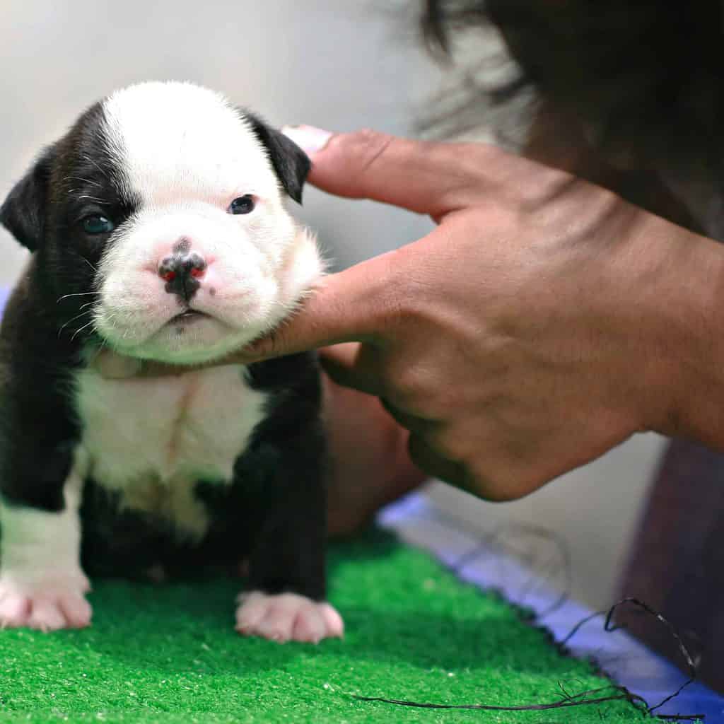 American bully xxl outlet puppies