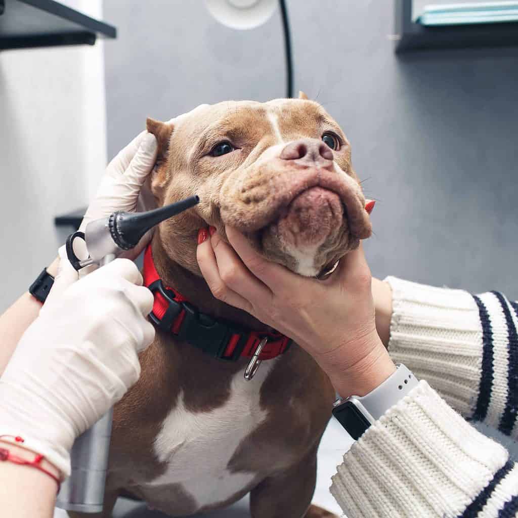 A vet examines an American Bully dog's ears. Common American Bully health issues include hip and elbow dysplasia, Hypothyroidism, heart disease, ear infections, and dental disease.