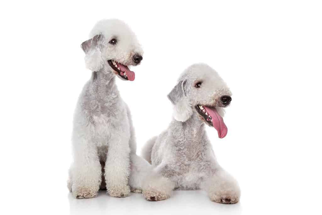 Pair of Bedlington Terriers on white background.