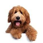 Happy Labradoodle puppy on white background. Use these must-know tips for successfully adopting a puppy. Recognize the commitment, do your research, and choose responsibly.