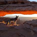 German Shepherd at a national park. Prepare for adventures with your dog with our helpful guide for traveling in the great outdoors and enjoying the adventure of a lifetime.