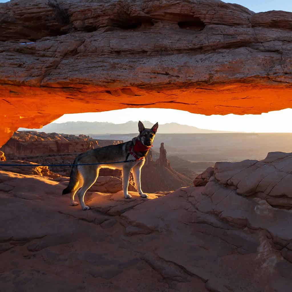 German Shepherd at a national park. Prepare for adventures with your dog with our helpful guide for traveling in the great outdoors and enjoying the adventure of a lifetime.