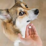 Owner tries to give antibiotics to Corgi. Canine-safe antibiotics can be a lifesaving tool in the fight against common canine maladies such as urinary tract infections, ear infections, respiratory issues, and eye problems.