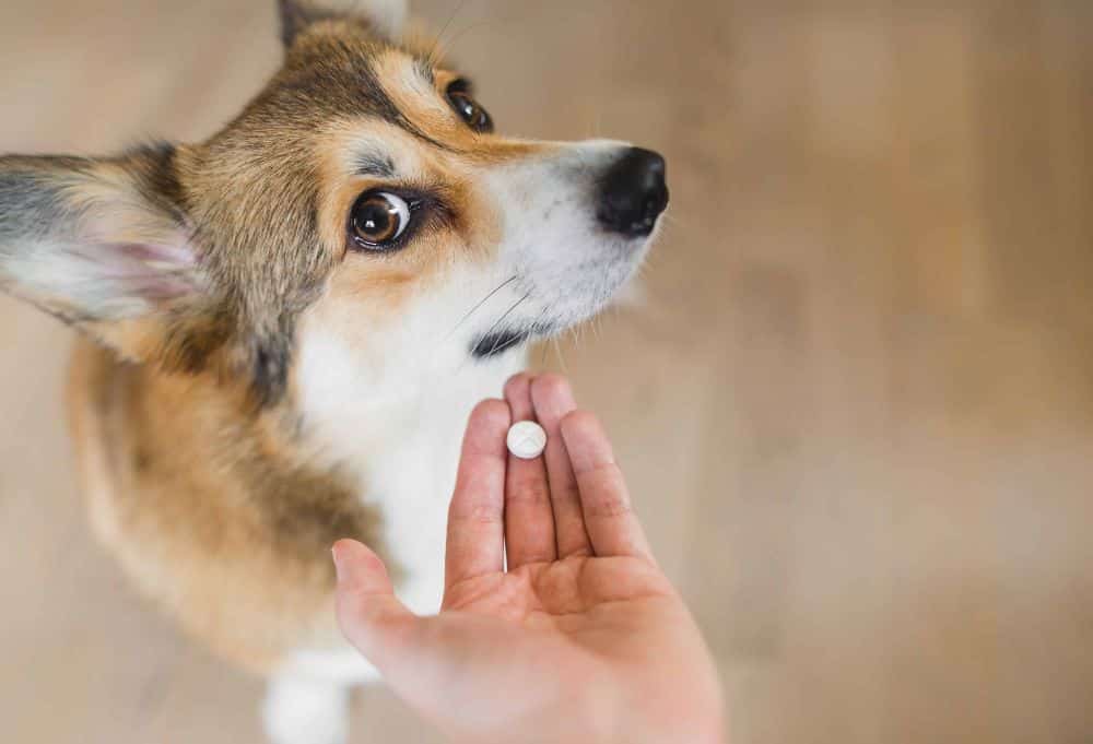 Owner tries to give antibiotics to Corgi. Canine-safe antibiotics can be a lifesaving tool in the fight against common canine maladies such as urinary tract infections, ear infections, respiratory issues, and eye problems.