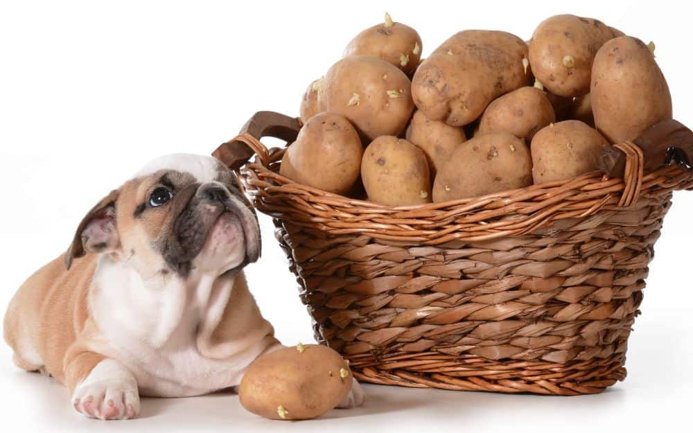 Photo illustration of bulldog puppy with potatoes in basket. Can dogs eat potatoes? Keep your dog healthy by occasionally adding potatoes to its diet. Before changing your dog's diet, consult your vet.