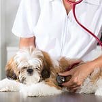 Female vet examines Maltese dog. Canine pyometra is a serious uterine infection that affects around one in four unspayed female dogs. Spaying provides the best protection.