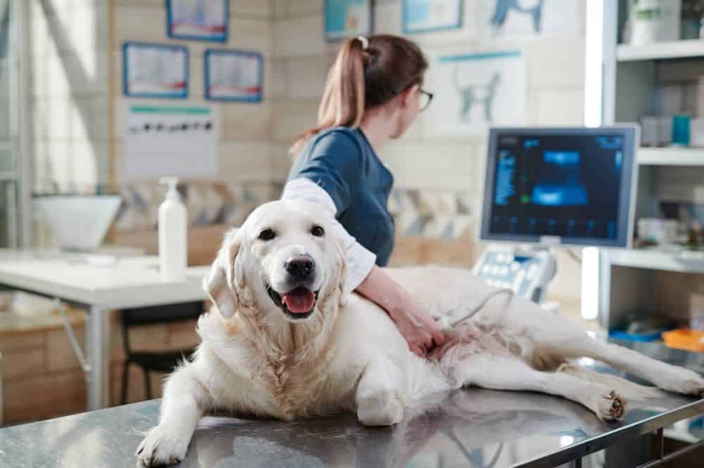 Vet uses ultrasound to diagnose golden retriever. Vets use blood and urine tests and ultrasounds to diagnose canine pyometra.