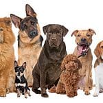 Thinking of getting a furry friend? Use the DogsBestLife.com perfect dog breed quiz to find the perfect canine companion.