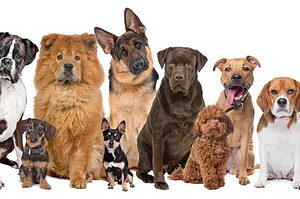 Thinking of getting a furry friend? Use the DogsBestLife.com perfect dog breed quiz to find the perfect canine companion.