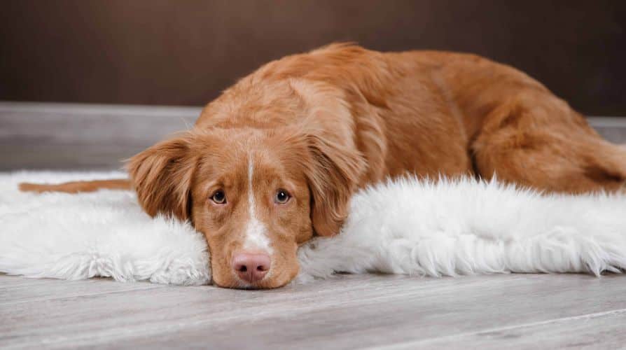 Nervous Nova Scotia Duck Tolling Retriever lies on a white rug. Separation anxiety is one of the most common dog fears. Follow 10 steps to help your dog be confident and overcome the fear of being alone.