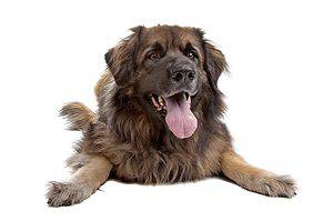 Happy Leonberger on white background. Leonbergers require regular vet checkups and are prone to several chronic health conditions, including elbow and hip dysplasia and orthopedic problems.