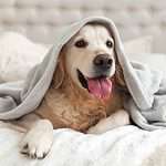 Happy Golden Retriever snuggles under a blanket. Discover 5 tips to keep your dog happy and content — from exercise and healthy food to the right supplies.