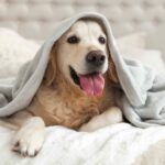 Happy Golden Retriever snuggles under a blanket. Discover 5 tips to keep your dog happy and content — from exercise and healthy food to the right supplies.