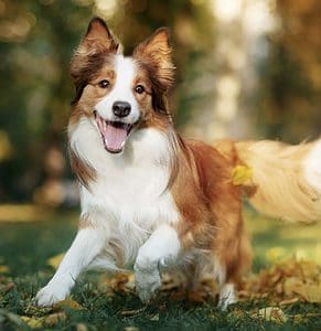 Happy Border Collie. Taking your dog for a walk is a great way to socialize your puppy. Take your dog on several daily routes to introduce them to new sights and sounds.