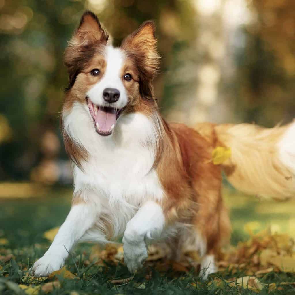 Happy Border Collie. Taking your dog for a walk is a great way to socialize your puppy. Take your dog on several daily routes to introduce them to new sights and sounds.