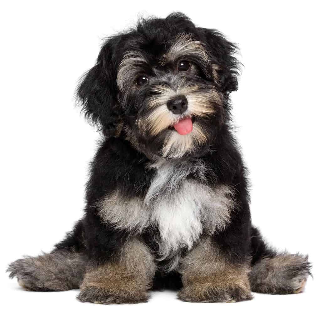 Happy Havanese puppy. Socialize your puppy by introducing it to new people, places, animals, and activities to help them develop into friendly and calm dogs.