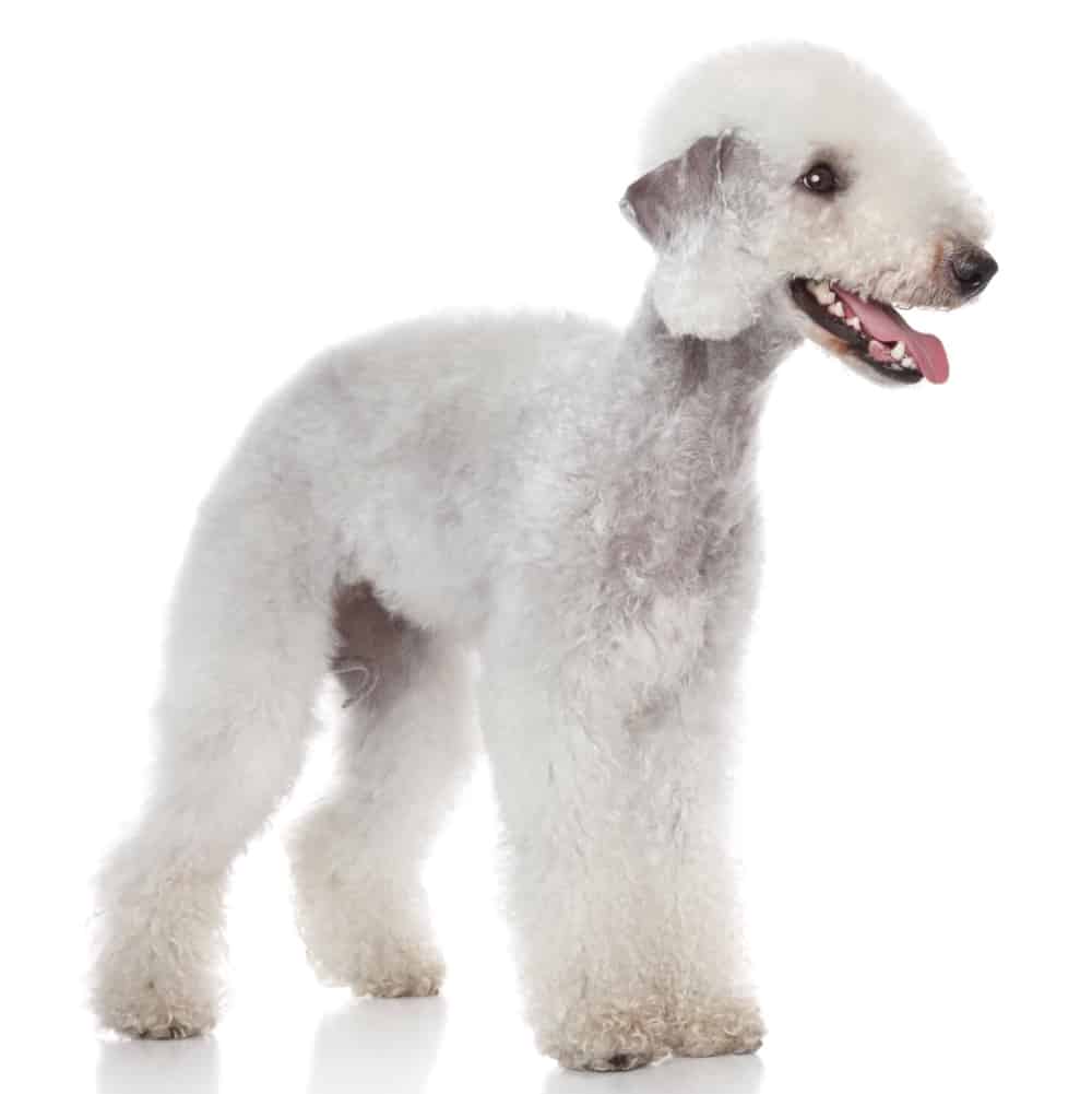 Bedlington Terriers make perfect companions for first-time dog owners; they are intelligent, gentle, alert, and great with kids.
