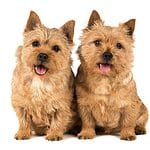 Pair of happy Norwich Terriers. The Norwich Terrier is intelligent with a charming and eager-to-please personality, perfect for training. The dogs quickly learn new skills.