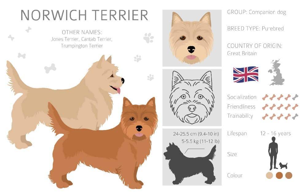 The Norwich Terrier, first bred in England to control rats and later used in packs to hunt, is a unique breed. It shares characteristics with other terriers and small dogs.