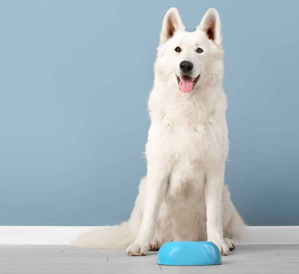 Happy Samoyed with food bowl. Feed your dog a balanced diet with the right mix of proteins, fats, and carbohydrates. Ensure they get the right amounts to stay healthy.