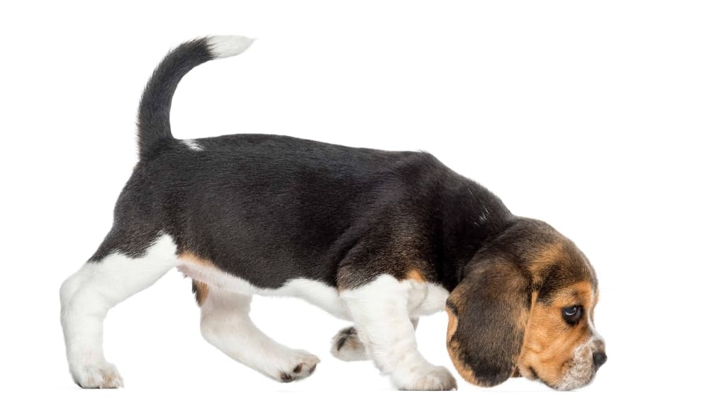 Beagle puppy sniffs the floor. Bed bug dogs like Beagles can achieve up to 98% accuracy, whether searching for live bed bugs, droppings, eggs, or other signs of infestation.