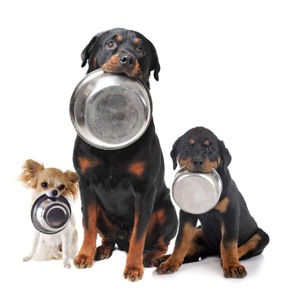 Chihuahua and Rottweilers with empty food bowls.