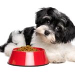 Confused Havanese dog sits by food bowl. This guide to canine caloric needs will help you understand the right amount of food and nutrition for your furry friend.