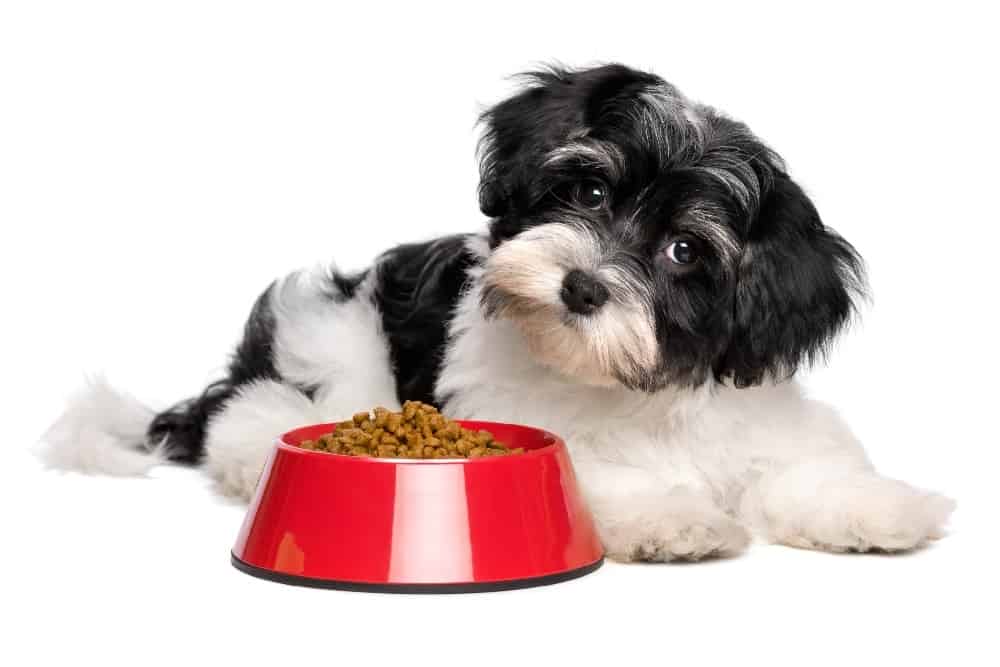 Confused Havanese dog sits by food bowl. This guide to canine caloric needs will help you understand the right amount of food and nutrition for your furry friend.