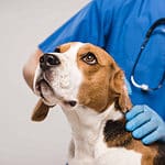 Veterinarian examines beagle. Research thoroughly and consider location, services, experience, cost, and staff before choosing the right vet for your dog.