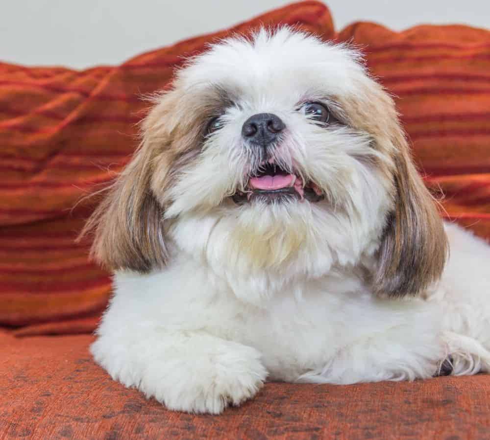 Happy Shih Tzu sits on a couch. Balancing cleanliness and canine comfort is crucial for the well-being of your pet. This guide is for you if you want to achieve this balance.