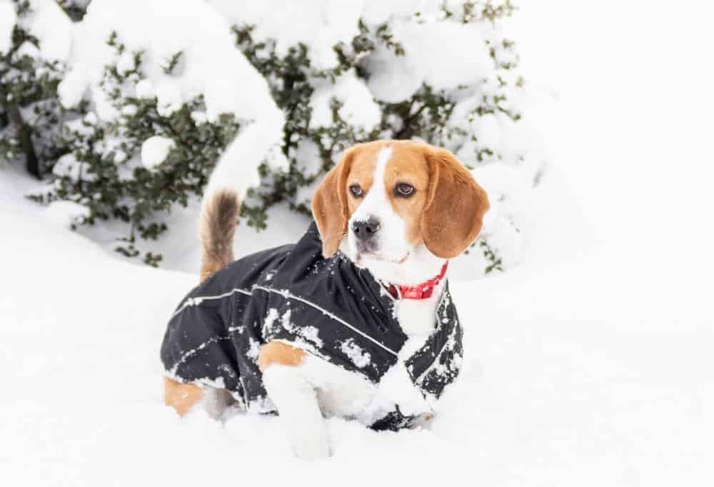 Beagle wears dog coat in deep snow. Find the perfect dog coat for your pet's needs, climate, and activity level. Consider size, style, and durability.