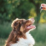 Owner gives Border Collie CBD oil. Discover how CBD can help manage and prevent dog seizures. This guide covers how CBD works, the proper dosage, and the best products.