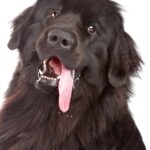 Drooling Newfoundland dog. Along with St. Bernards, Mastiffs, Bernese Mountain Dogs, Bloodhounds, Bulldogs, Newfoundlands, Neopolitan Mastiffs, Bull Mastiffs, Neopolitan Mastiffs, Boxers, Great Danes, and Coonhounds are all prone to excessive dog slobber due to the extra skin around their muzzles.