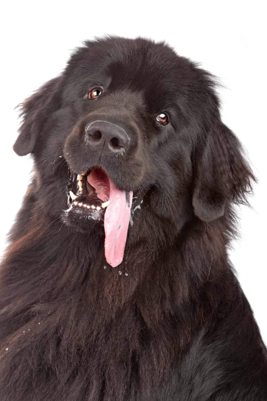 Drooling Newfoundland dog. Along with St. Bernards, Mastiffs, Bernese Mountain Dogs, Bloodhounds, Bulldogs, Newfoundlands, Neopolitan Mastiffs, Bull Mastiffs, Neopolitan Mastiffs, Boxers, Great Danes, and Coonhounds are all prone to excessive dog slobber due to the extra skin around their muzzles.