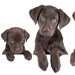 Photo illustration of a puppy, young dog, and older dog. Want to calculate your dog's age in human years? Learn the different factors that affect aging in dogs and find out how to figure it out.