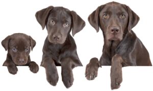 Photo illustration of a puppy, young dog, and older dog. Want to calculate your dog's age in human years? Learn the different factors that affect aging in dogs and find out how to figure it out.