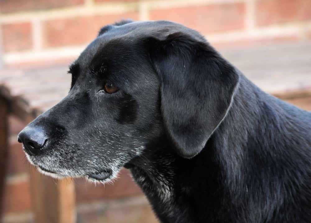 Older black labrador retriever with white hair on the muzzle. As dogs age, their hair also changes color, so white or gray hair along the muzzle can help you determine your dog's age.