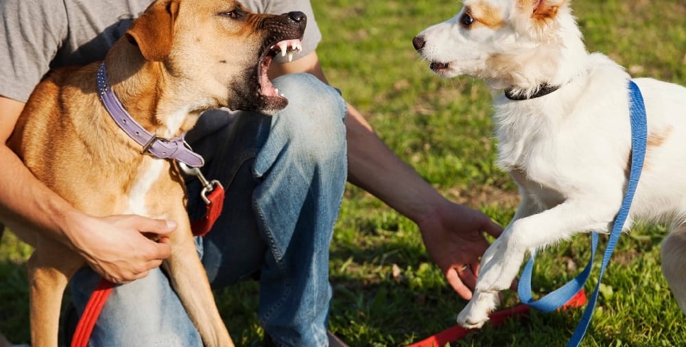 Owner separates aggressive dogs at the dog park. Choose a spacious and well-equipped dog park to ensure your pup has plenty of space to play and prevent dog fights. Bring toys or balls to help reduce tension.