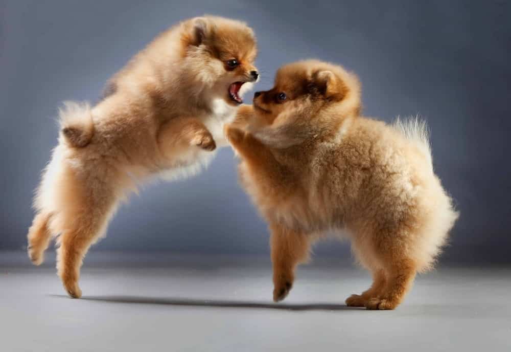 Pomeranians fight. Learn to distinguish between rough play and dog fights. Watch for posture or energy level changes, snarling or growling, or raised hackles.