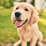 Happy Golden Retriever. Managing Golden Retriever shedding doesn't have to be difficult. Use seven tips to help keep your pup's coat beautiful and mess-free.