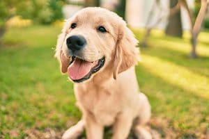 Happy Golden Retriever. Managing Golden Retriever shedding doesn't have to be difficult. Use seven tips to help keep your pup's coat beautiful and mess-free.