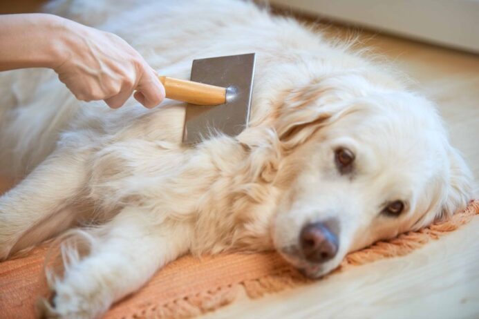 Owner uses a slicker brush to groom Golden Retriever. 