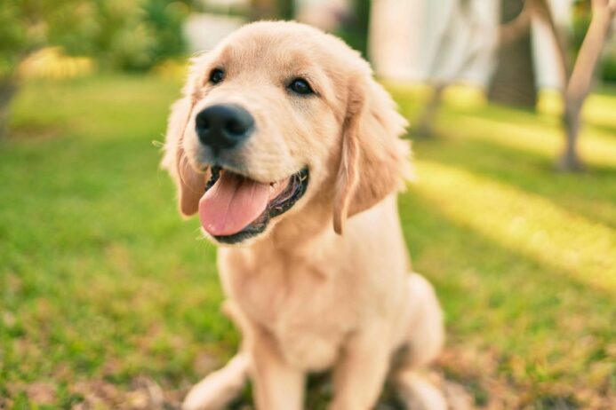 Golden retriever shop shedding brush