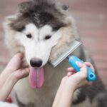 Owner uses slicker brush to groom Siberian Husky. Proper grooming isn't just about making your dog look nice — it's important to maintain their health and well-being.