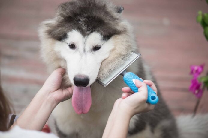 Owner uses slicker brush to groom Siberian Husky. 