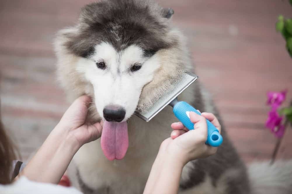 Owner uses slicker brush to groom Siberian Husky. Proper grooming isn't just about making your dog look nice — it's important to maintain their health and well-being.